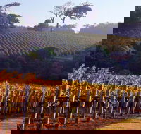 Maiolo Wines and Vineyard - Accommodation Broome