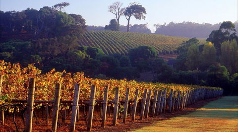 Maiolo Wines And Vineyard - Accommodation Broome 0