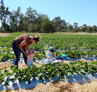 The Big Strawberry - Accommodation Broome