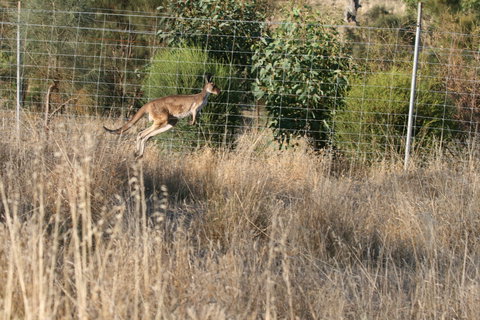 Hahndorf Venison - Accommodation Broome 2