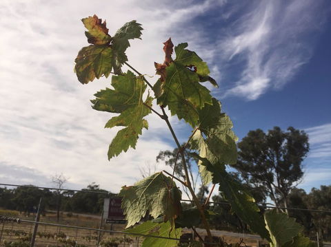 Banca Ridge Cellar Door And Vineyard - Accommodation Broome 0