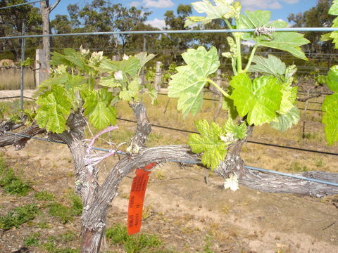 Banca Ridge Cellar Door And Vineyard - Accommodation Broome 1