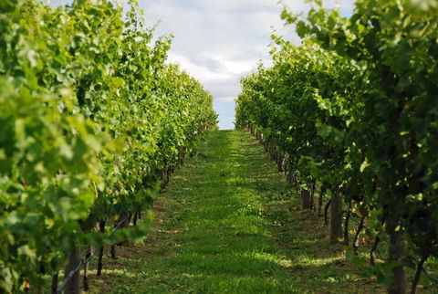 Bangor Vineyard Shed - Accommodation Broome 1