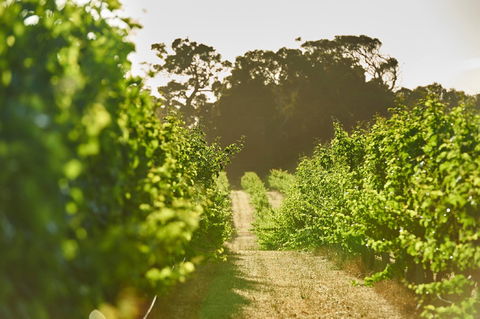 Cape Mentelle Vineyards - Accommodation Broome 2