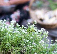 Harvest - Accommodation Broome