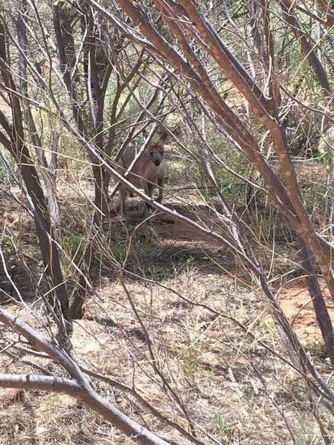 Bean Tree Cafe - Accommodation Broome 1