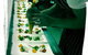 Lime Tree Bar & Restaurant - thumb 12