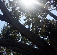 The Season Tree - Accommodation Broome