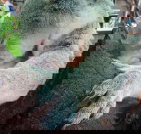 Champagne Bush Tucker Breakfast with the Koalas - Accommodation Broome