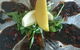 Trinity Beach Tavern - thumb 5
