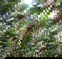 Spirits of Daintree - Accommodation Broome