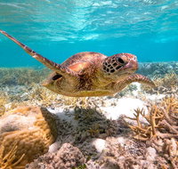 Heron Island Resort