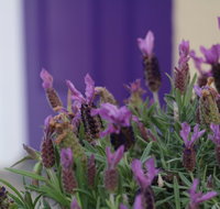 The Purple Door on Seaview - Accommodation Broome