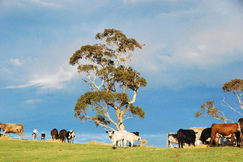Back Valley Farmstay Bed And Breakfast - Accommodation Broome 18