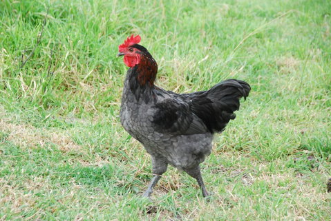 Back Valley Farmstay Bed And Breakfast - Accommodation Broome 17