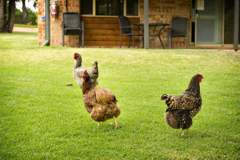 Peppermint Brook Cottages - Accommodation Broome 12