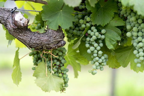 Thistle Hill Guesthouse - Walk To Many Wineries And Restaurants - Accommodation Broome 44