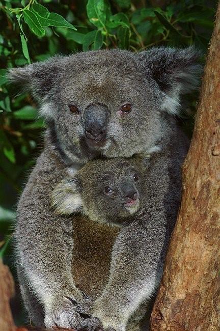 Flynns Beach Resort - Accommodation Broome 11