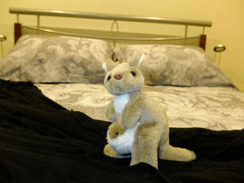 Rock Wallaby - Accommodation Broome 17