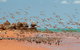Broome Bird Observatory - thumb 1