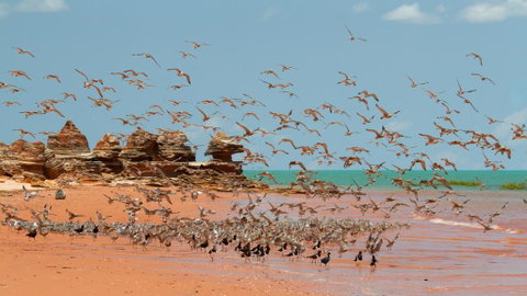Broome Bird Observatory - Accommodation Broome 1