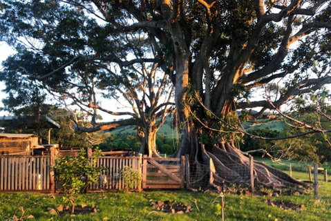 BYRON BAY'S HISTORIC BARNSTAY! - Accommodation Broome 2