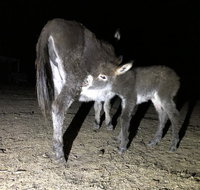 Donkey Tales Farm Cottages - Accommodation Broome