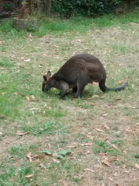 Lyrebird Gully Retreat - Accommodation Broome 1
