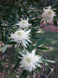 Book Hallston Accommodation Vacations Accommodation Broome Accommodation Broome