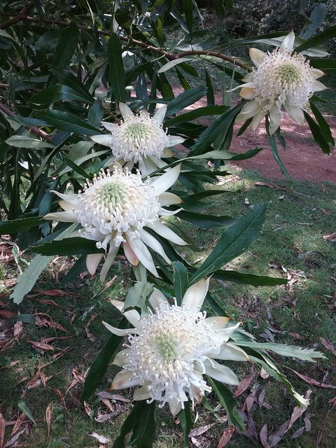 Lyrebird Gully Retreat - Accommodation Broome 0