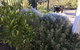 Lakeside Views - thumb 10