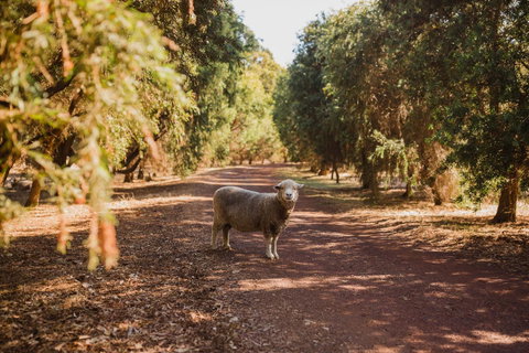 Margaret River Holiday Cottages - Accommodation Broome 21