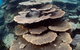 Ningaloo Coral Bay â€“ Bayview - thumb 6