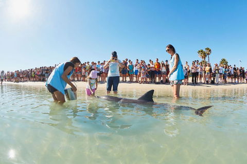 RAC Monkey Mia Dolphin Resort - Accommodation Broome 2