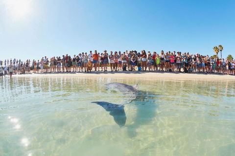 RAC Monkey Mia Dolphin Resort - Accommodation Broome 3