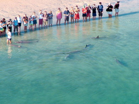 RAC Monkey Mia Dolphin Resort - Accommodation Broome 4