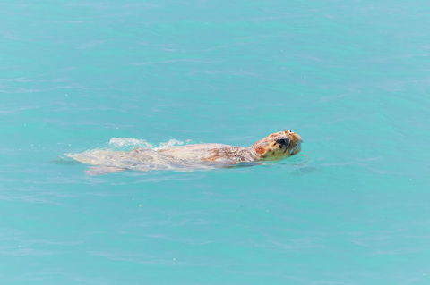 RAC Monkey Mia Dolphin Resort - Accommodation Broome 20