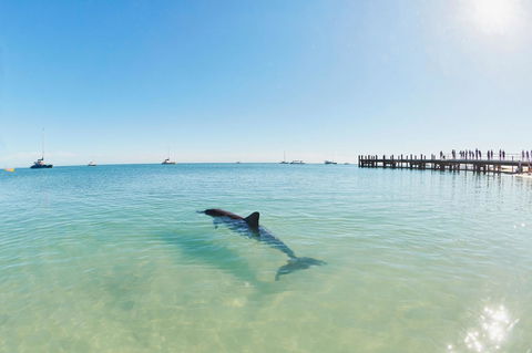 RAC Monkey Mia Dolphin Resort - Accommodation Broome 1