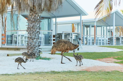 RAC Monkey Mia Dolphin Resort - Accommodation Broome 15