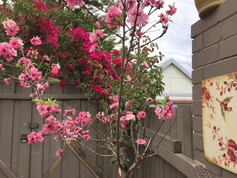Garden Studio In Cottesloe - Accommodation Broome 10
