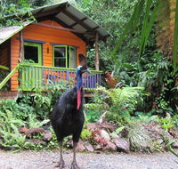 Rainforest Hideaway - Accommodation Broome