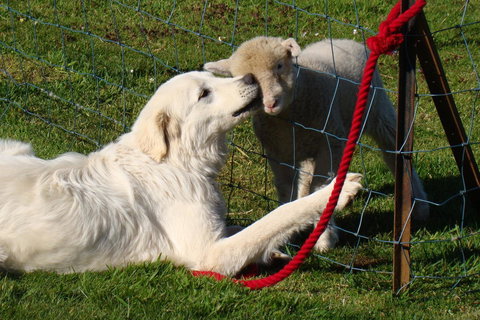 Buttons Cottage For Canyon & Rain Forest Walks With In House Dining - Accommodation Broome 32