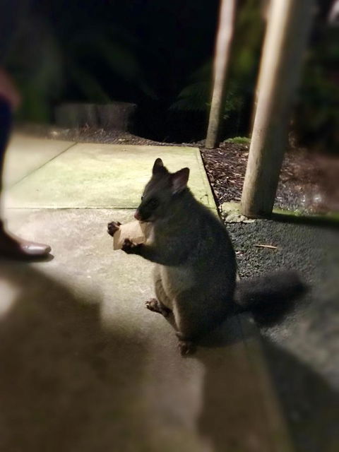 Lemonthyme Wilderness Retreat - Accommodation Broome 34