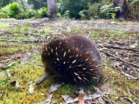 Lemonthyme Wilderness Retreat - Accommodation Broome 13