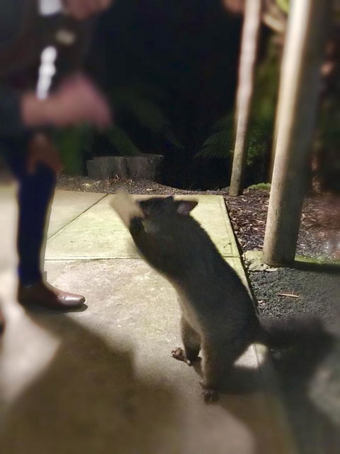 Lemonthyme Wilderness Retreat - Accommodation Broome 35