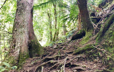 Lemonthyme Wilderness Retreat - Accommodation Broome 23