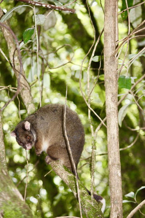 Lemonthyme Wilderness Retreat - Accommodation Broome 26