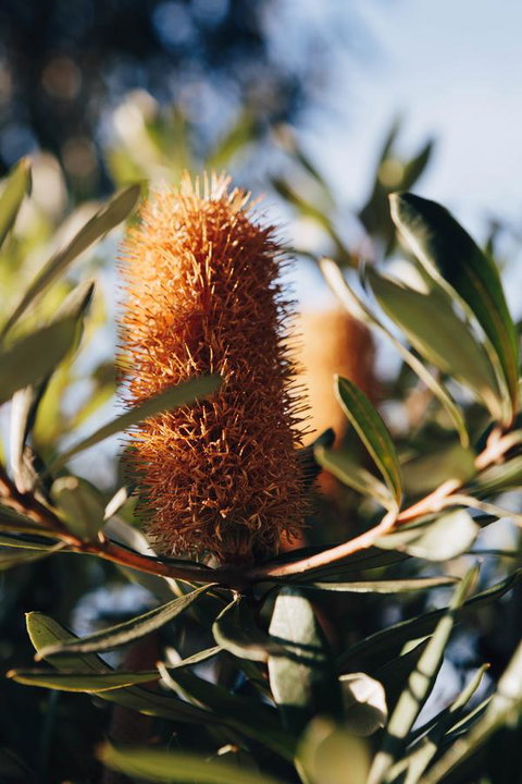 Dunkeld Studio Accommodation - Accommodation Broome 19