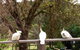 Australian Home Away @ Wonga Park Brushy Creek - thumb 20