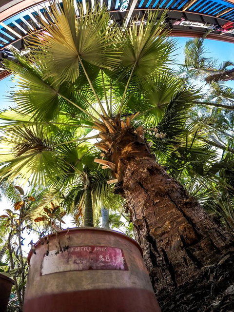 Cool Bananas Backpackers - Accommodation Broome 14